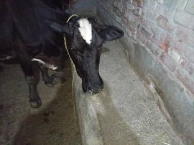 Frezian Cholistani Cow / cross cow /cow | بھینس for sale
