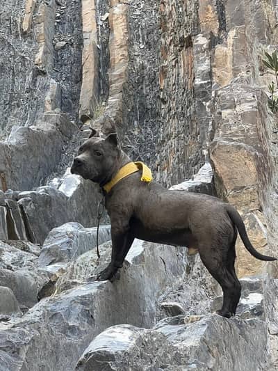 American BULL TERRIER.