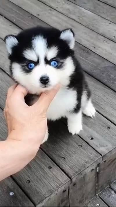 Siberian Husky male female for sale +92@330@5406@115