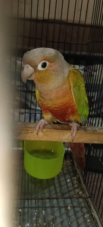 DNA male pineapple conure