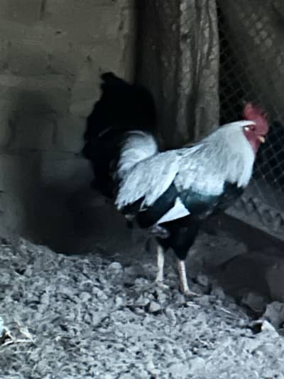 Dandarwee Hens