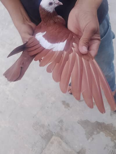 LAL JOGIA GANDYDAR BONDED PAIR.