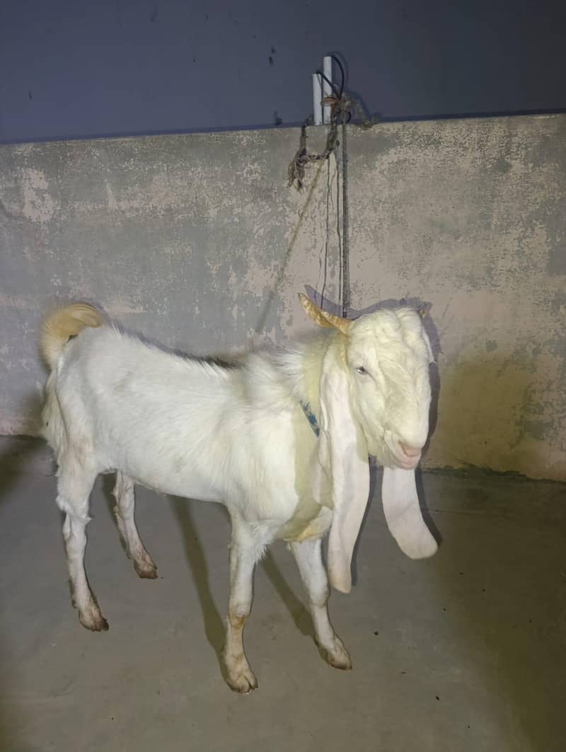 سندھی گلابی بکرا 0