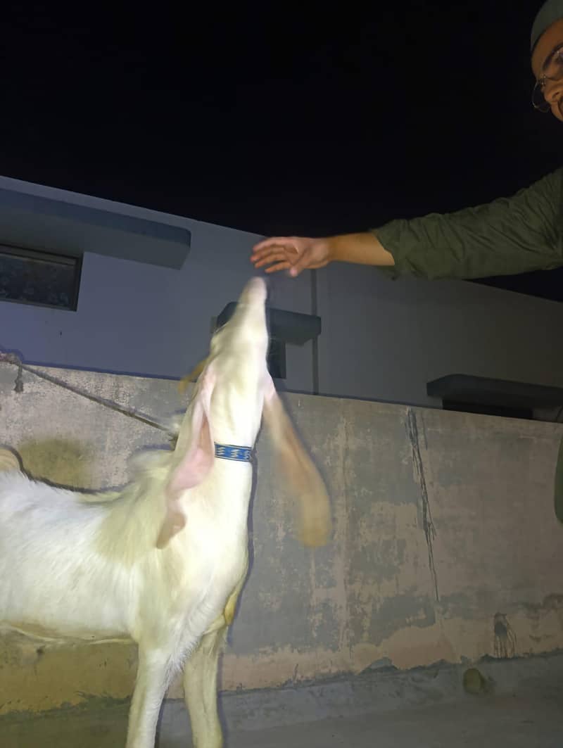 سندھی گلابی بکرا 1