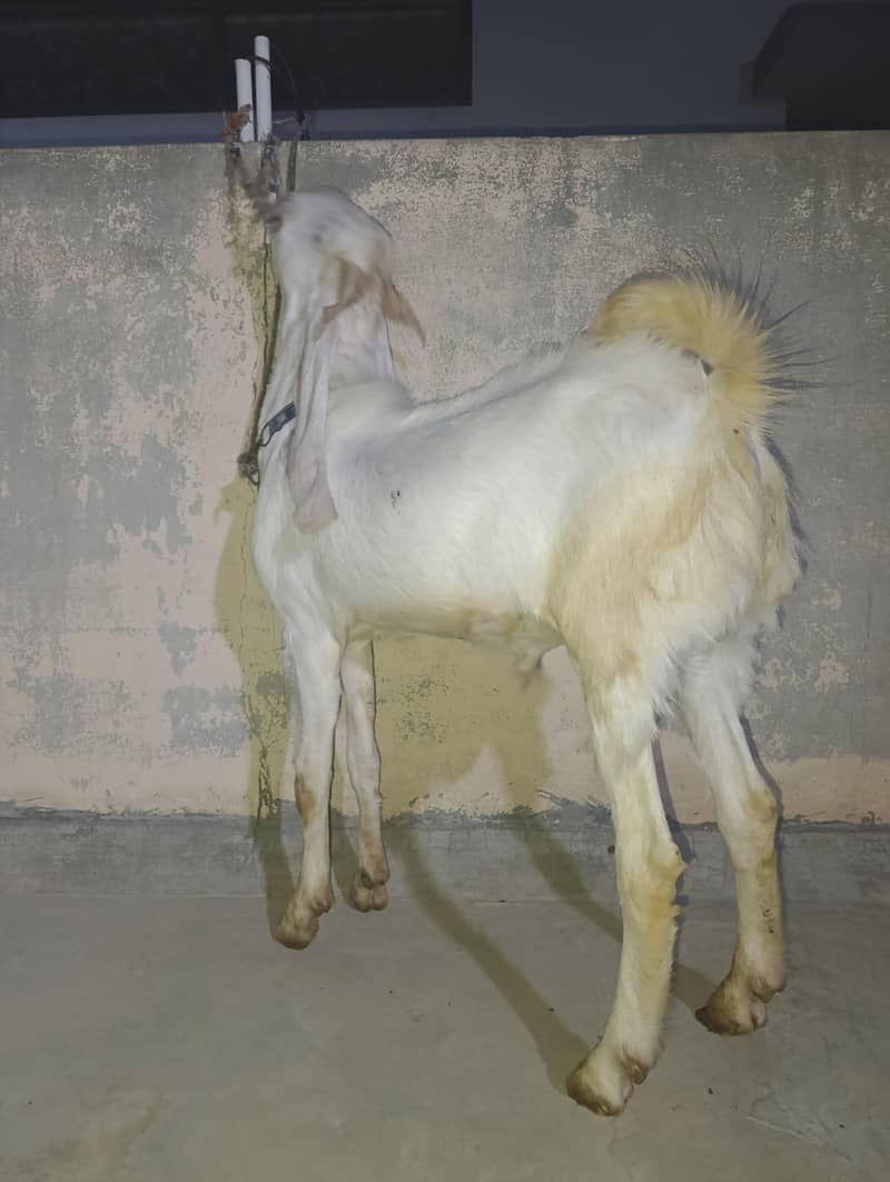 سندھی گلابی بکرا 2