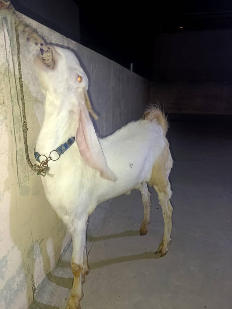 سندھی گلابی بکرا 3