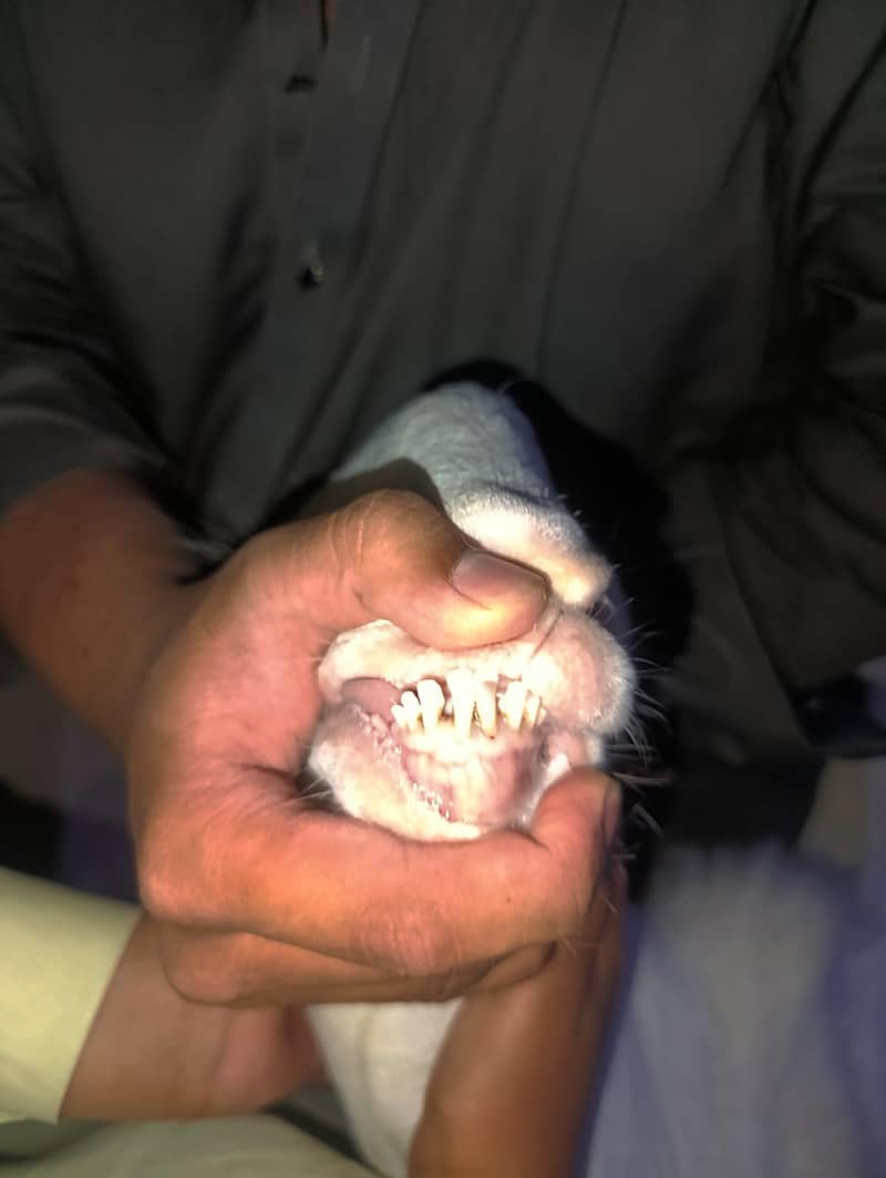 سندھی گلابی بکرا 4