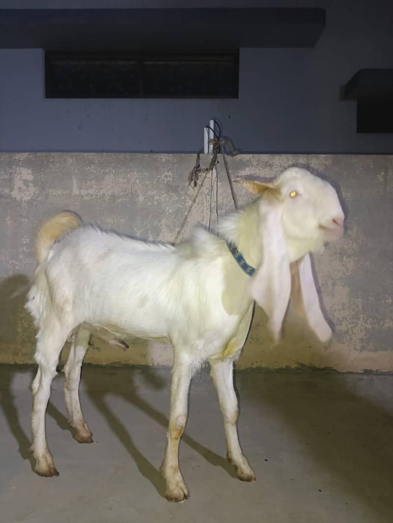 سندھی گلابی بکرا 5