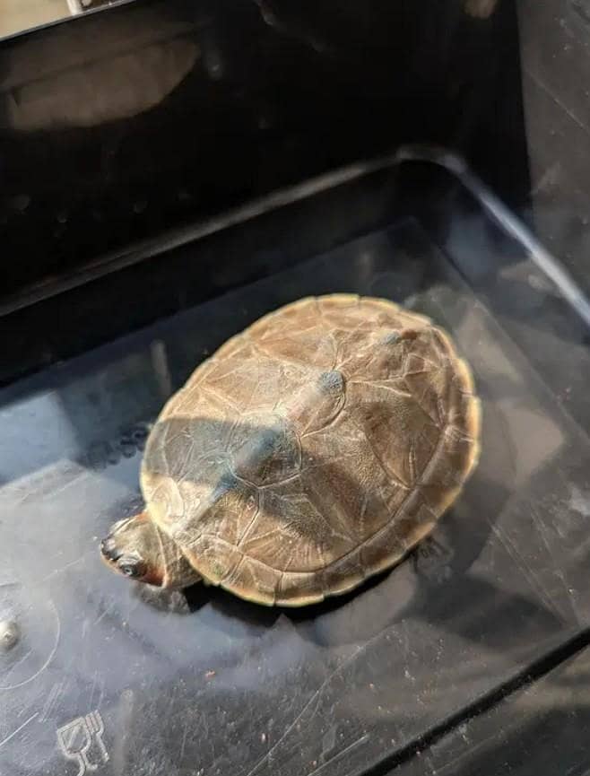 Brown Roffed Turtle 0