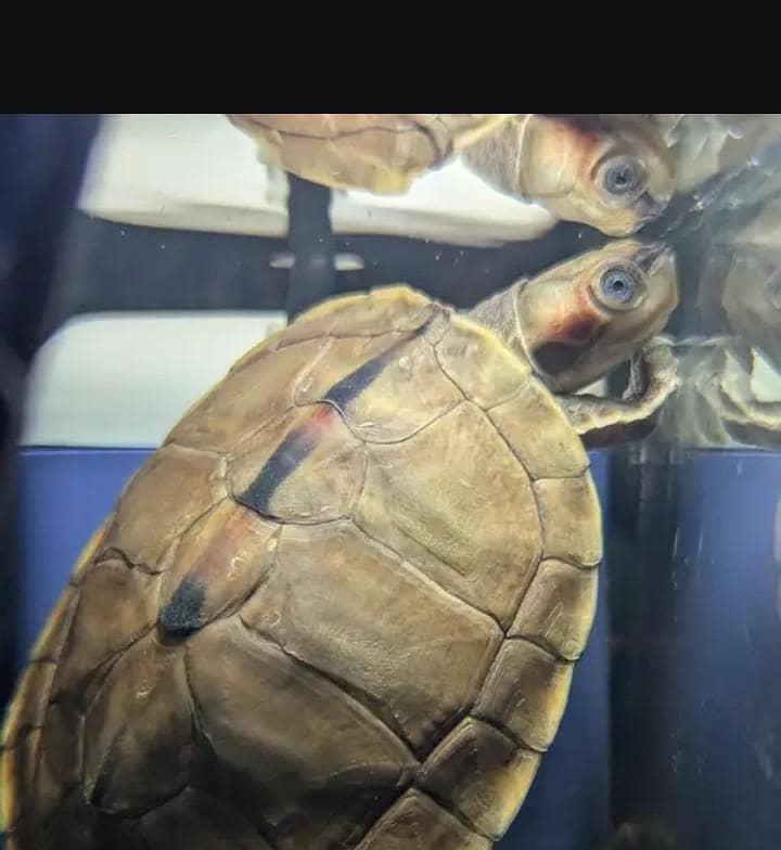 Brown Roffed Turtle 2