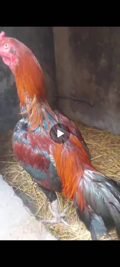 Pure mianwali breeder murga for sale