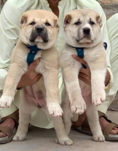 king Kurdish kangal puppies security Dog available for sale