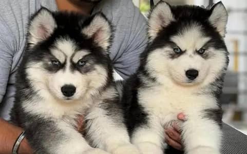 Siberian Husky male female for sale +92@330@5406@115
