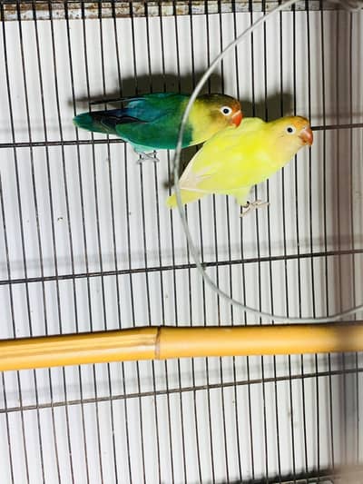 Lovebirds breeder pairs pathey full setup for sale