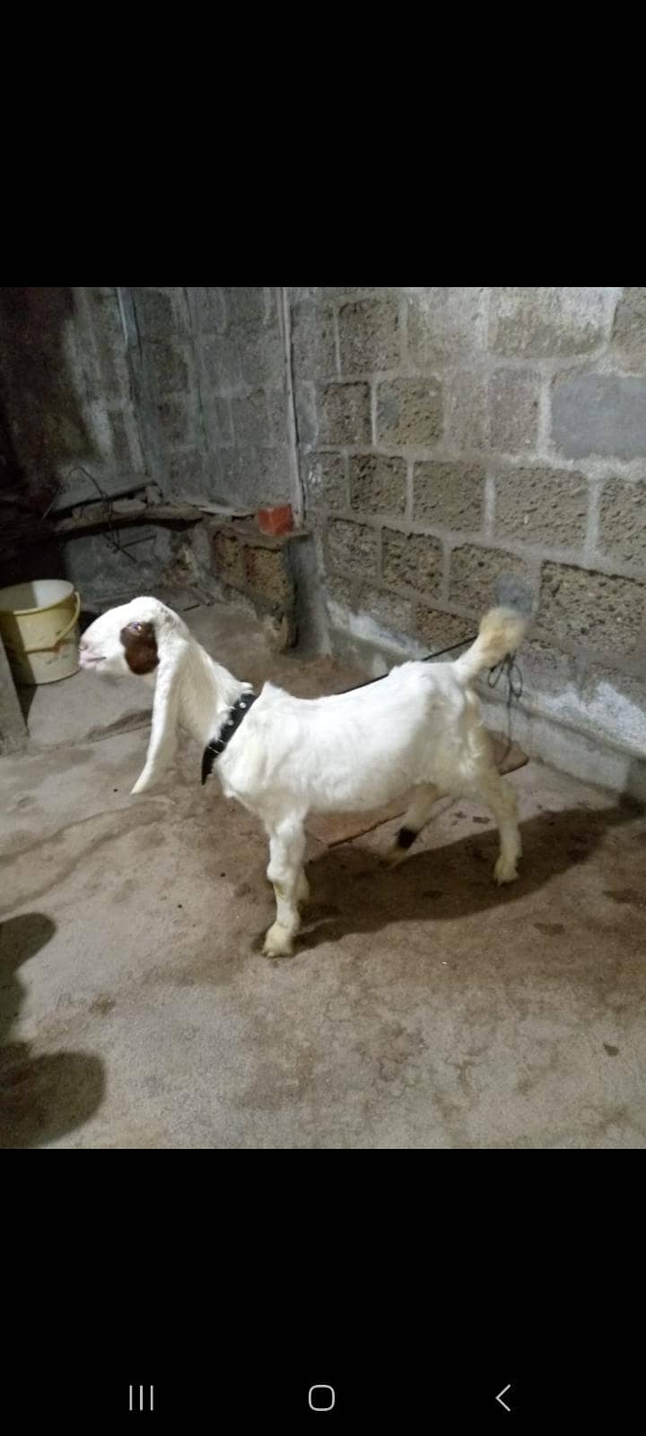 Bakra 1