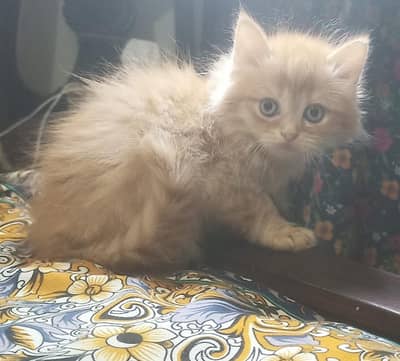 Persian kittens triple coated fur  female , male ,  pair