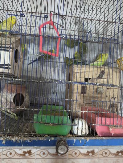 healthy parrots are available including 1 cage in very reasonable pric