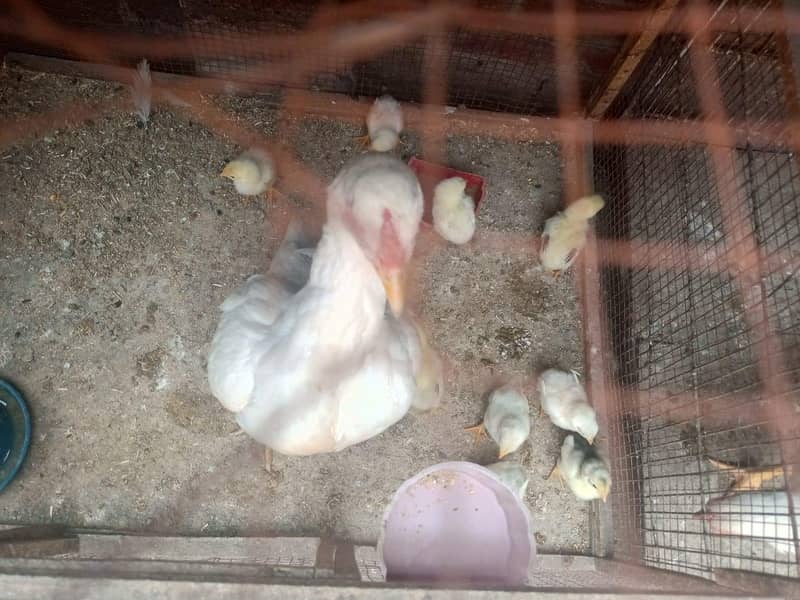 Chicks Available 0