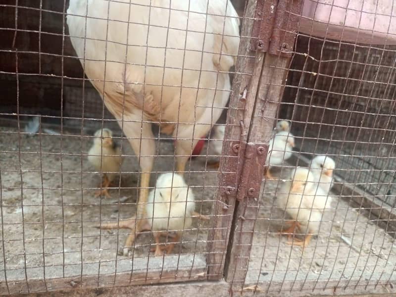 Chicks Available 2