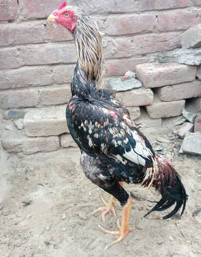 patha for sale/ Exchange possible 03062533205