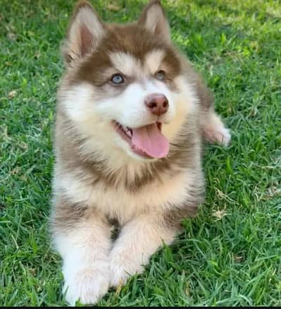 Siberian Husky male female for sale +92@330@5406@115