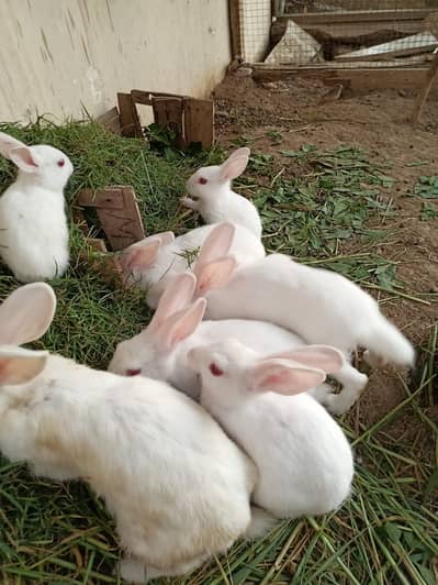 Baby Ruby eyed rabbits for sale