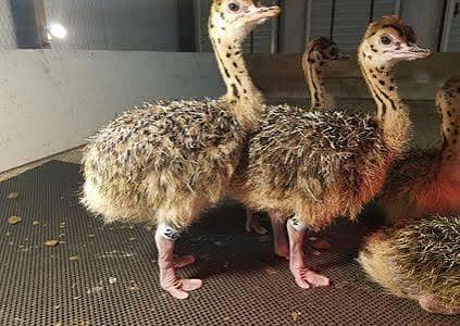 ostrich chicks