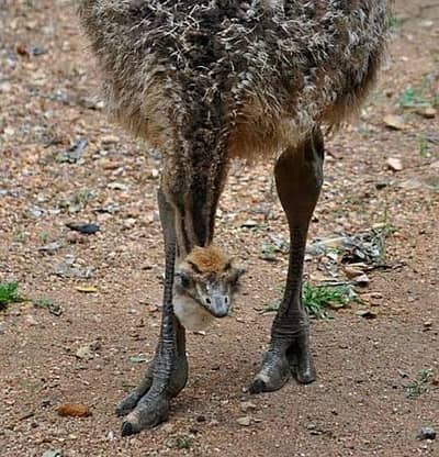 ostrich chicks