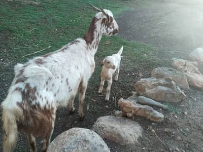 Goat for sell