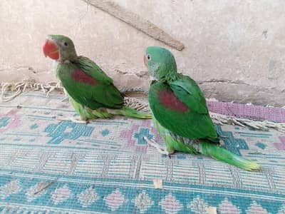raw parrot chicks