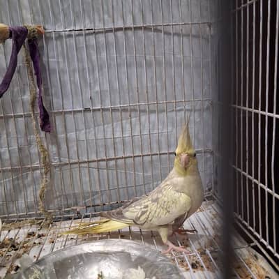 Female breeder cocktail