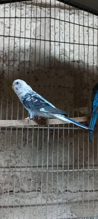 Top Quality Black wing Voilet Color Breeder pair  white face pair