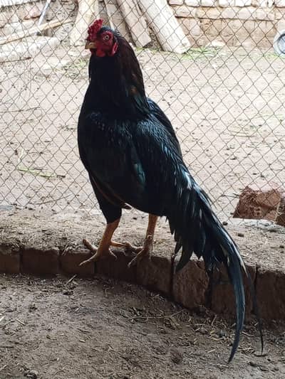 murga bilkul fresh active ha aor bhot pyara ha rabta no 0327 5068016