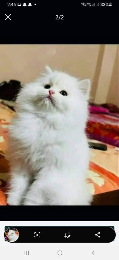 Persian cat for sale age 2 month 0337/073/24/20 WhatsApp no