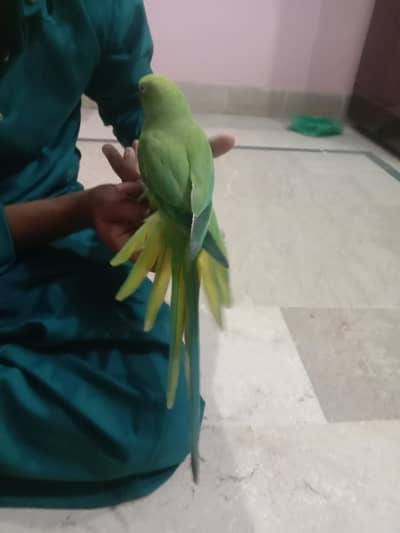 Green ringneck parrot hand Tam
