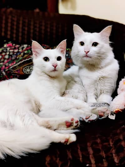Cats for sale in Rawalpindi / Islamabad