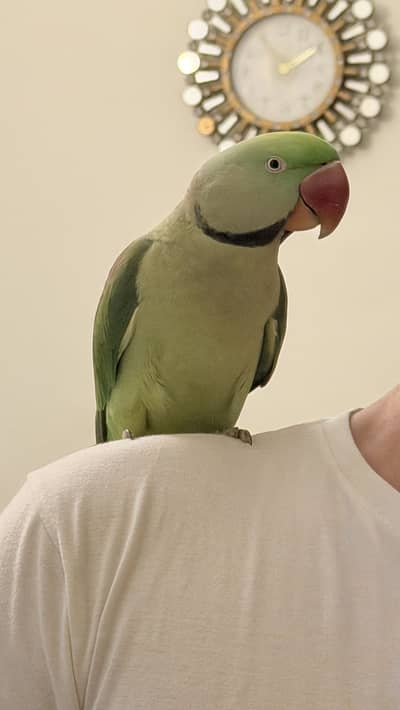 Talking parrot