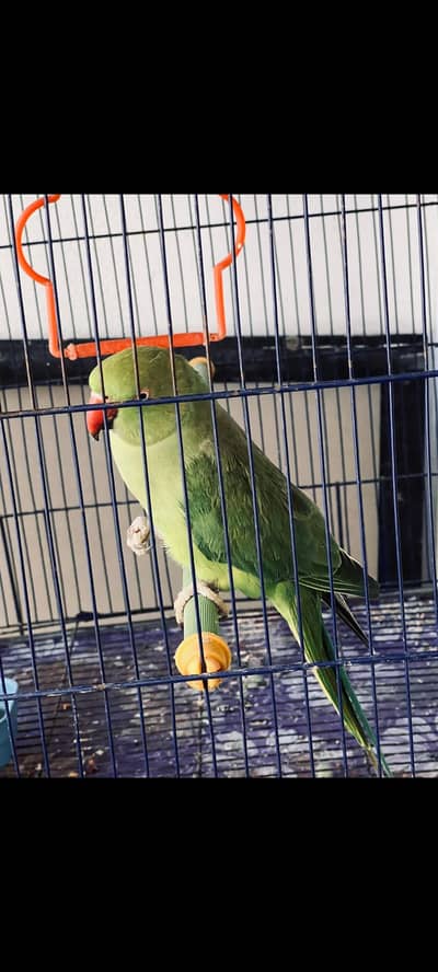 handtame green parrot for sale