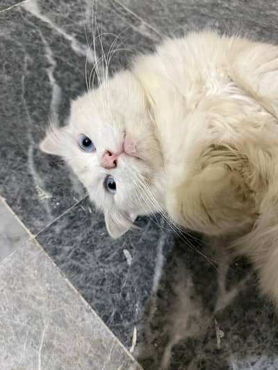 persian male heavy coated heavy tailed