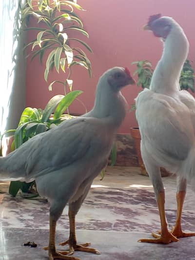 eggs available for Heera aseel 03198442872 Whatsapp number hai