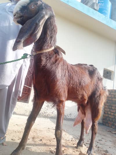 balwal beetal nasal bakri for sale
