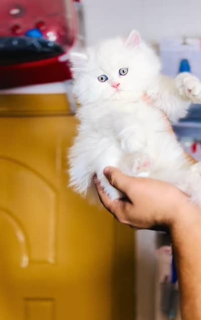 pure persian cats vaccinated triple coated WhatsApp 03316360929