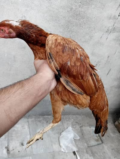 Aseel murgi pir ready hai