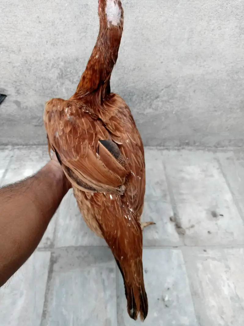 Aseel murgi egg de rhi hai . . . — photo 2