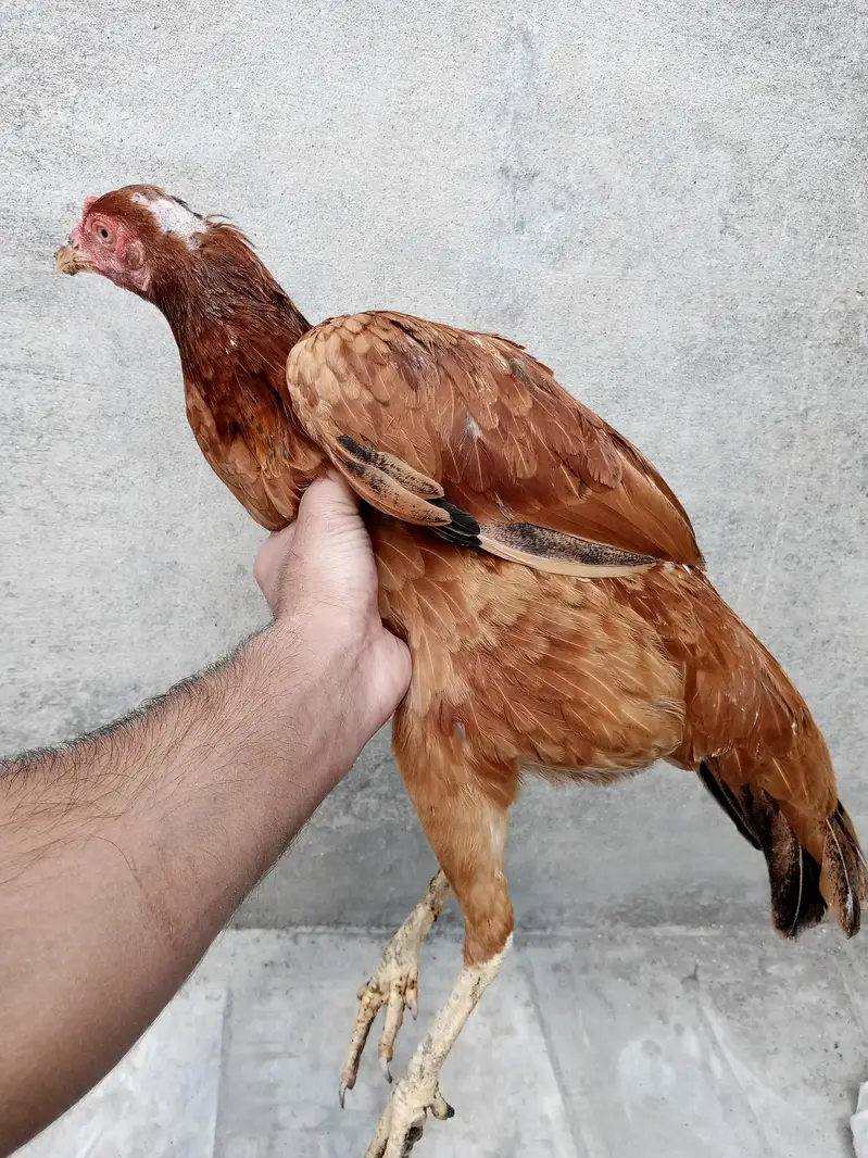 Aseel murgi egg de rhi hai . . . — photo 3