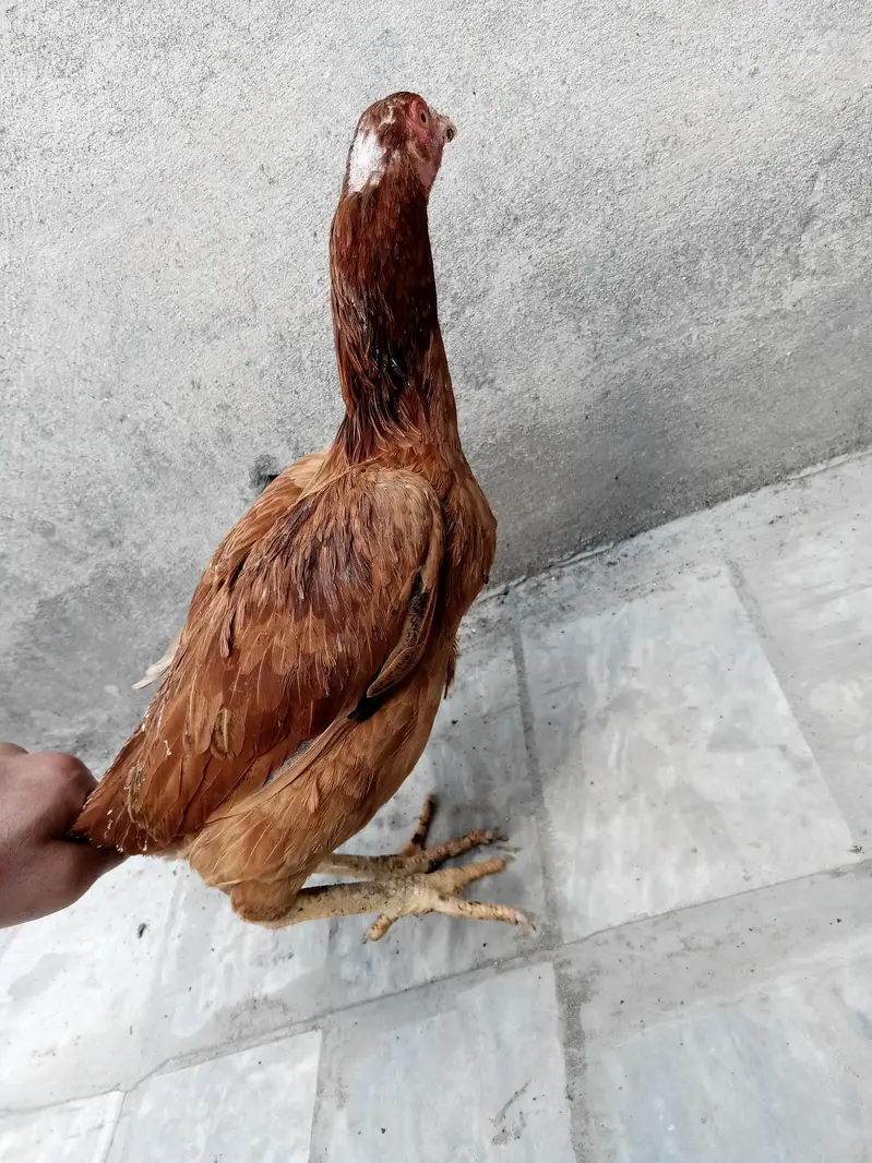 Aseel murgi egg de rhi hai . . . — photo 4