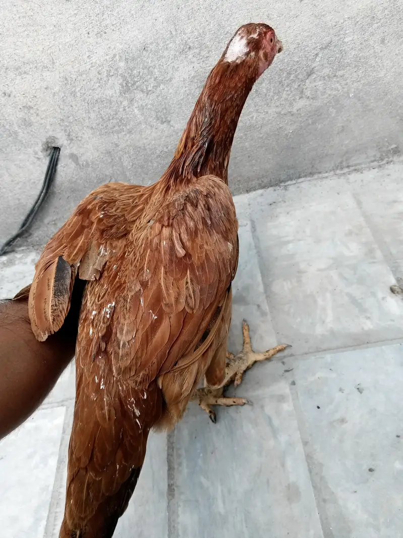 Aseel murgi egg de rhi hai . . . — photo 5