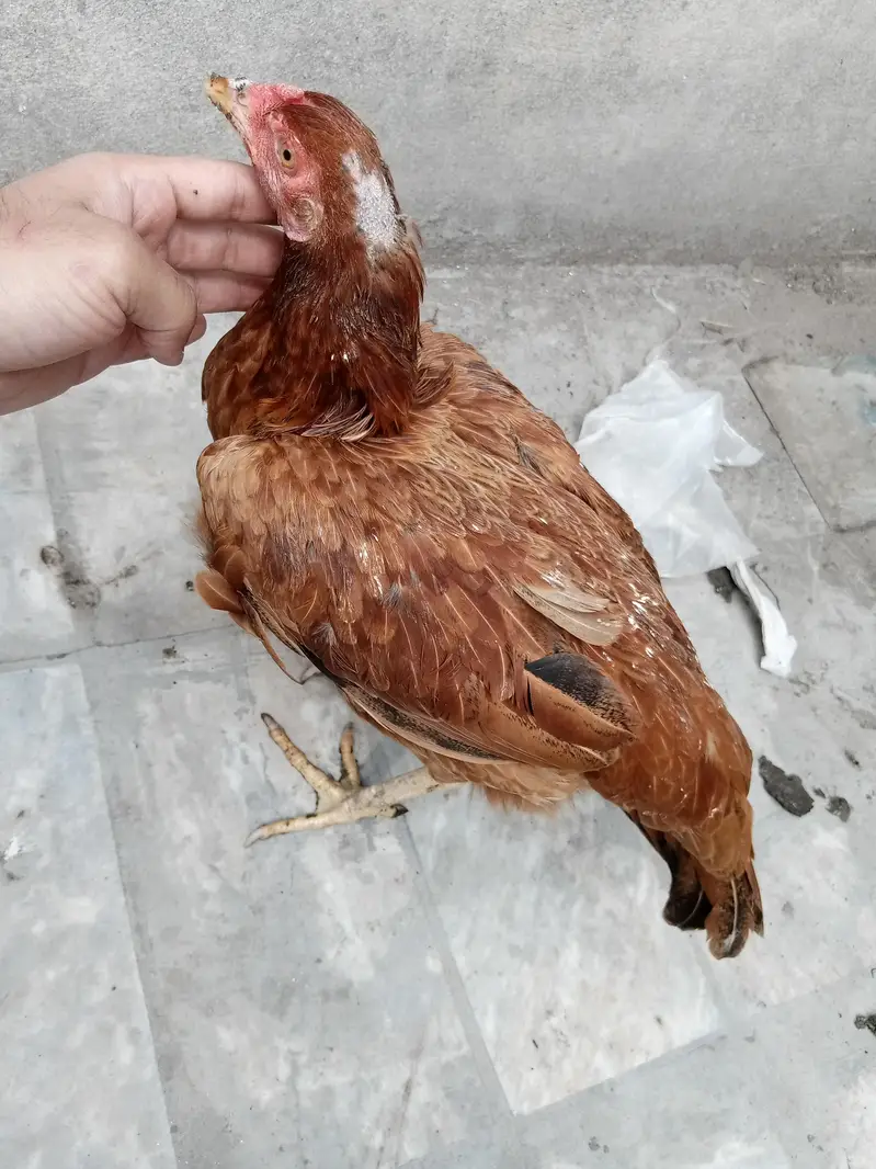 Aseel murgi egg de rhi hai . . . — photo 6