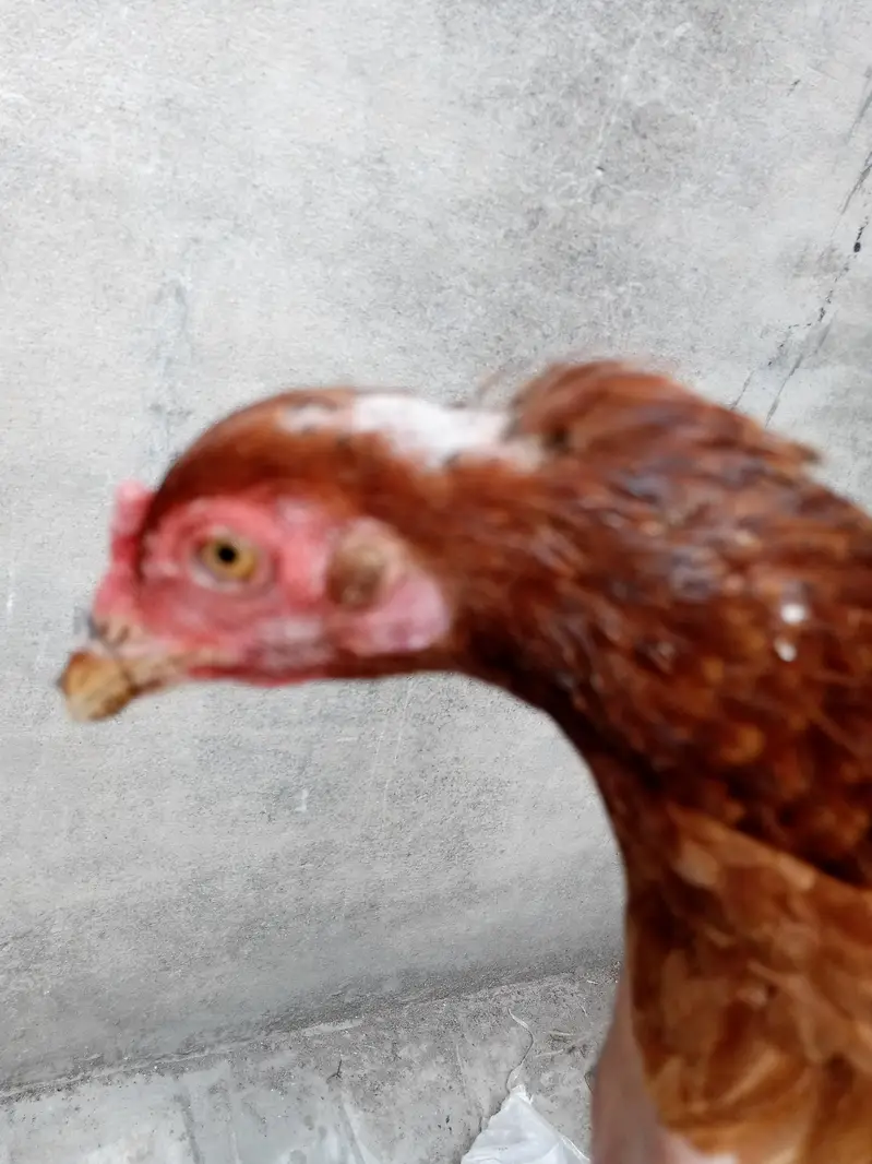Aseel murgi egg de rhi hai . . . — photo 7