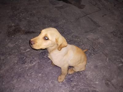 braown male ha aor  white cooler female ha 2no sale karnay hen ek sath